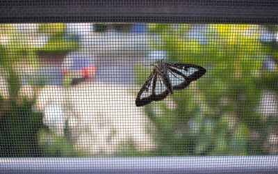 Wash Your Way to a Better View With Window Screen Cleaning